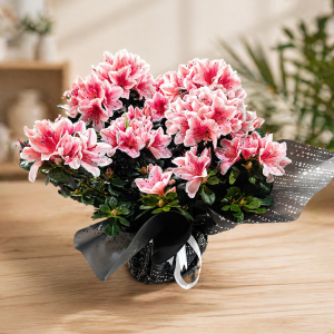 Pembe Açelya (Azalea) Saksı Çiçeği